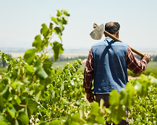 Chateau-Musar Grandi Bottiglie